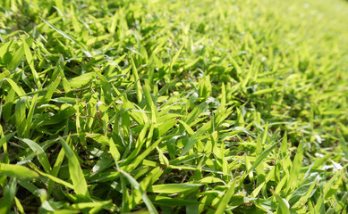 green grass macro close up
