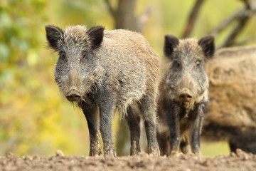 family of wild hogs