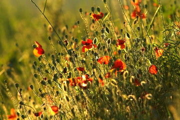 Fototapeta premium field of wild red poppies