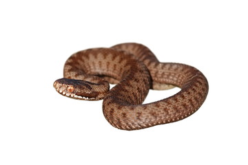 full length on european common adder isolated on white
