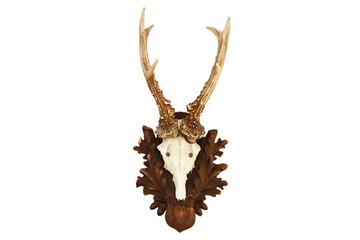 isolated capreolus hunting trophy