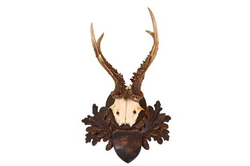 isolated roe deer hunting trophy