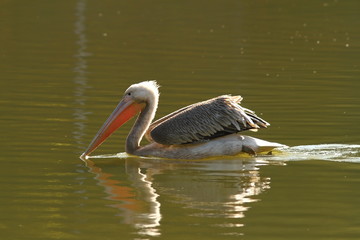 juvenile colorful great pelican