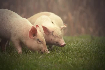 Fotobehang little pigs on meadow © taviphoto