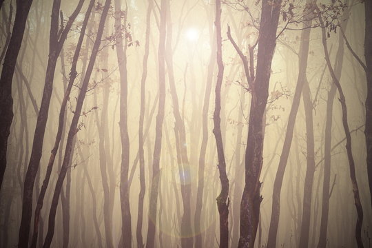 Fototapeta magic misty forest view