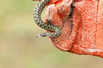 venomous snake in hand with glove