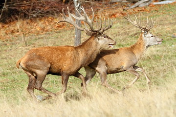 two red deer stags running