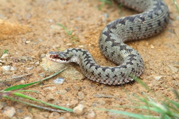 vipera berus coming towards the camera