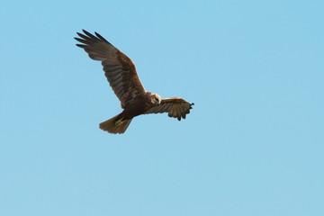Fototapeta premium western marsh harrier in flight