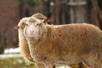 Naklejka premium white sheep