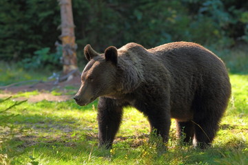 wild brown bear in clearing