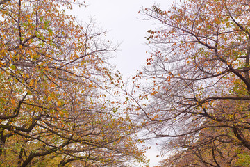 Ueno Park, Japan