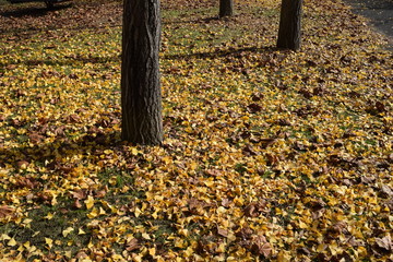 落ち葉のテクスチャ／イチョウの落ち葉を撮影した写真です。「紅葉イメージ」や「秋イメージ」等の背景用素材として使用できる写真です。