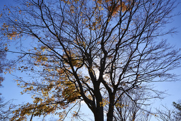 autumn in Japan