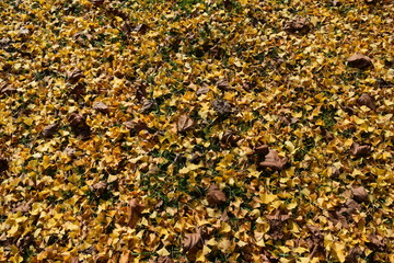 落ち葉のテクスチャ／イチョウの落ち葉を撮影した写真です。「紅葉イメージ」や「秋イメージ」等の背景用素材として使用できる写真です。