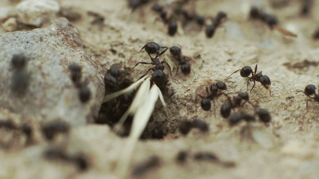 Macro ants overview,working,carrying food to their nest.