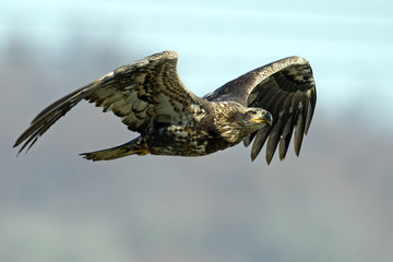 A Juvenile Bald Eagle in Flight