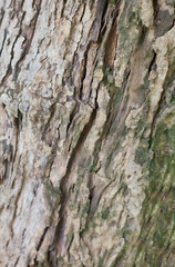 old wood with bark texture