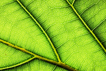 Leaf structure texture.