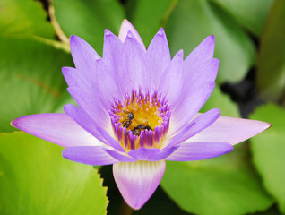 Closeup Bee pollen Lotus,Purple flowers