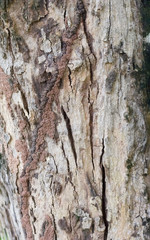 Tree bark texture with crack pattern.jpg