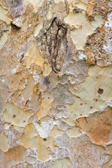 Tree bark texture