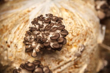 oyster mushrooms grow from a package with the husk