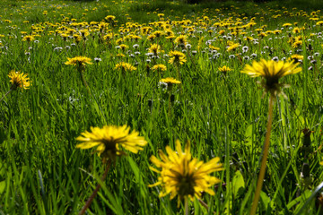 Pradera con Flores Diente de Leon y Margaritas
