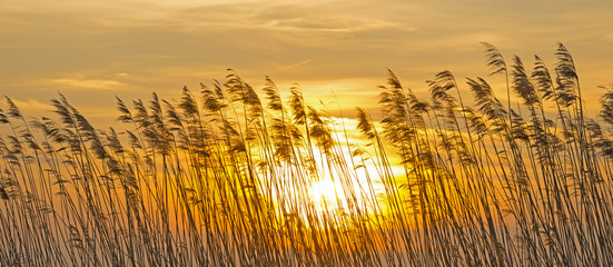 Sunrise over reed in a field in winter  - obrazy, fototapety, plakaty