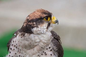 Halcon Lanario (Falco Biarmicus )