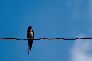 a swallow on wire and blue sky