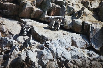 Humboldt penguin, Spheniscus Humboldt National Park the Ballestas Islands - Peru