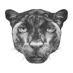 Portrait of Panther. Hand drawn illustration.