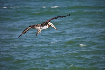 flying  Brown Pelican, Pelecanus occidentalis,  Paracas - Peru