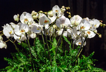 White orchid flowers on black