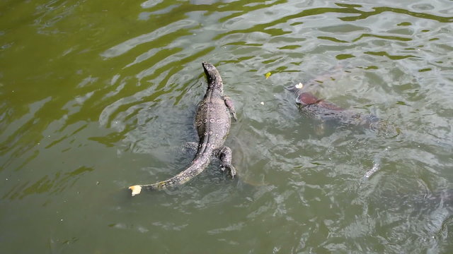 The lizard was poaching fish in the river.