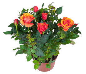 Fototapeta premium Blossoming plant of orange rose in flowerpot isolated on white.
