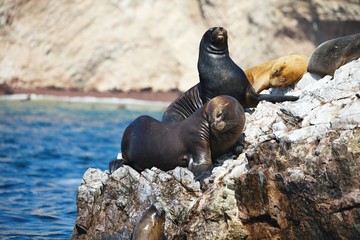 Colony South American sea lion Otaria byronia the Ballestas Islands - Peru