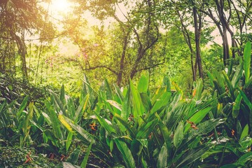 Obraz premium Sun shining into tropical green jungle