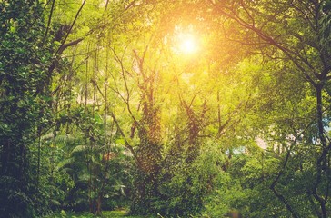 Sun shining into tropical green jungle