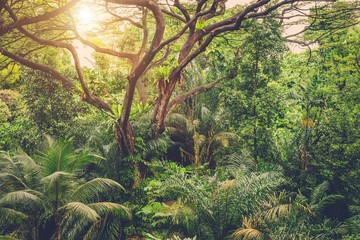 Sun shining into tropical green jungle