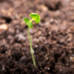 Green seedling illustrating concept of new life