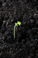 Green seedling illustrating concept of new life