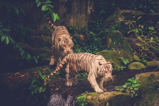 Fototapeta Two Bengal Tigers Playing deep in a jungle