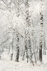 Birches in winter plumage. Russia, Siberia, Novosibirsk region