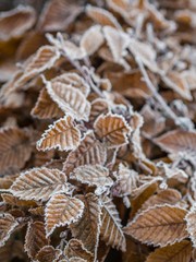 leaves in the winter of germany