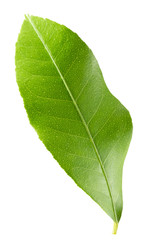 Fototapeta na wymiar lemon leaf isolated on the white background