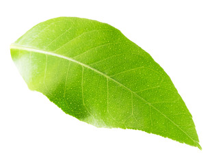 Fototapeta na wymiar lemon leaf isolated on the white background