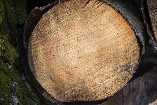 close-up stump of tree felled - section of the trunk with annual rings