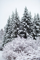 winter snowy forest in bad weather
